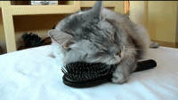 /album/coras-cool-creations/funnycatpic-gif/