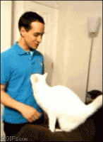 /album/coras-cool-creations/funnycatpic1-gif/