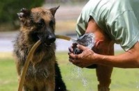 /album/coras-cool-creations/funnycatpic3-jpg/