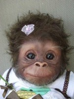 /album/coras-cool-creations/funnycatpic4-jpg/