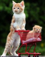 /album/coras-cool-creations/funnycatpic5-jpg/