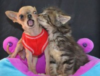 /album/coras-cool-creations/funnycatpic12-jpg/
