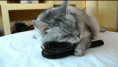 /album/photogallery/funnycatpic-gif1/